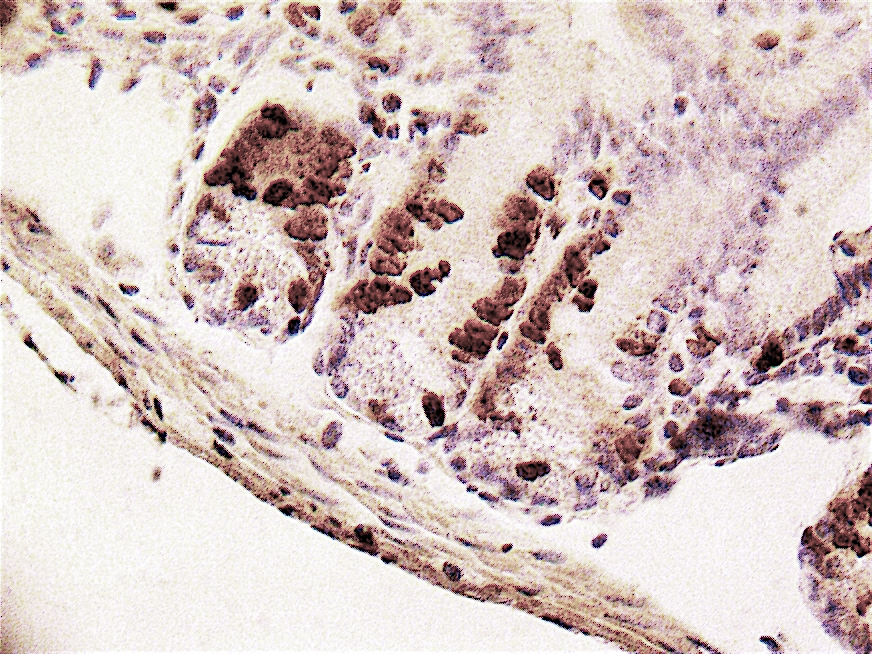 Figure 4: Immunolabeling of mouse small intestine with the X1545K.1 kit showing BrdU positive cells in the proliferating compartment of the crypts (high magnification